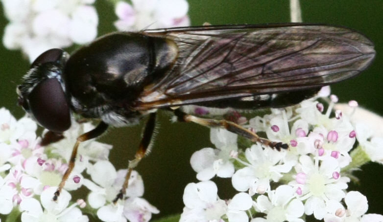 Cheilosia scutellata