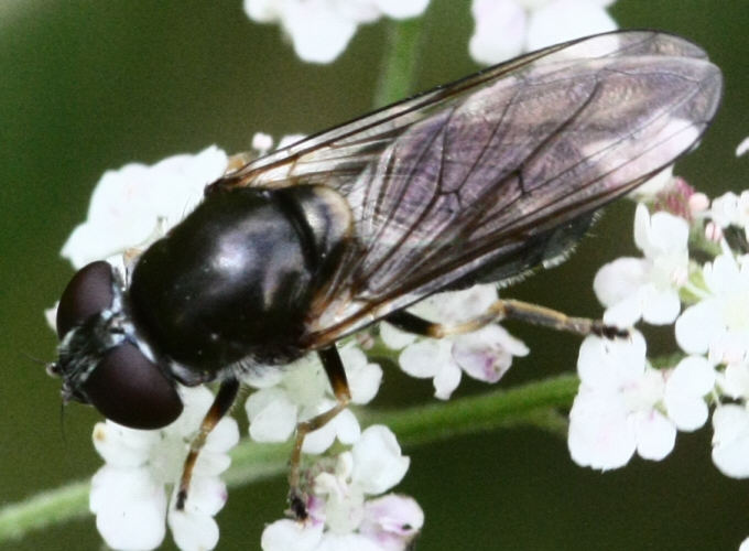 Cheilosia scutellata
