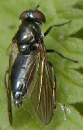 Cheilosia variabilis