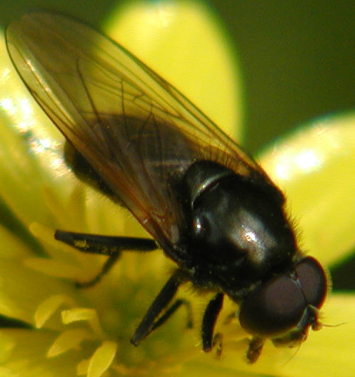 Cheilosia impressa