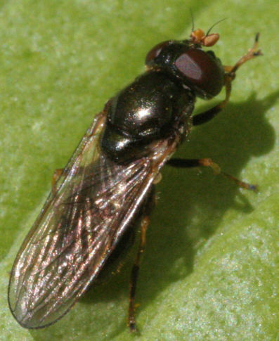 Cheilosia pagana