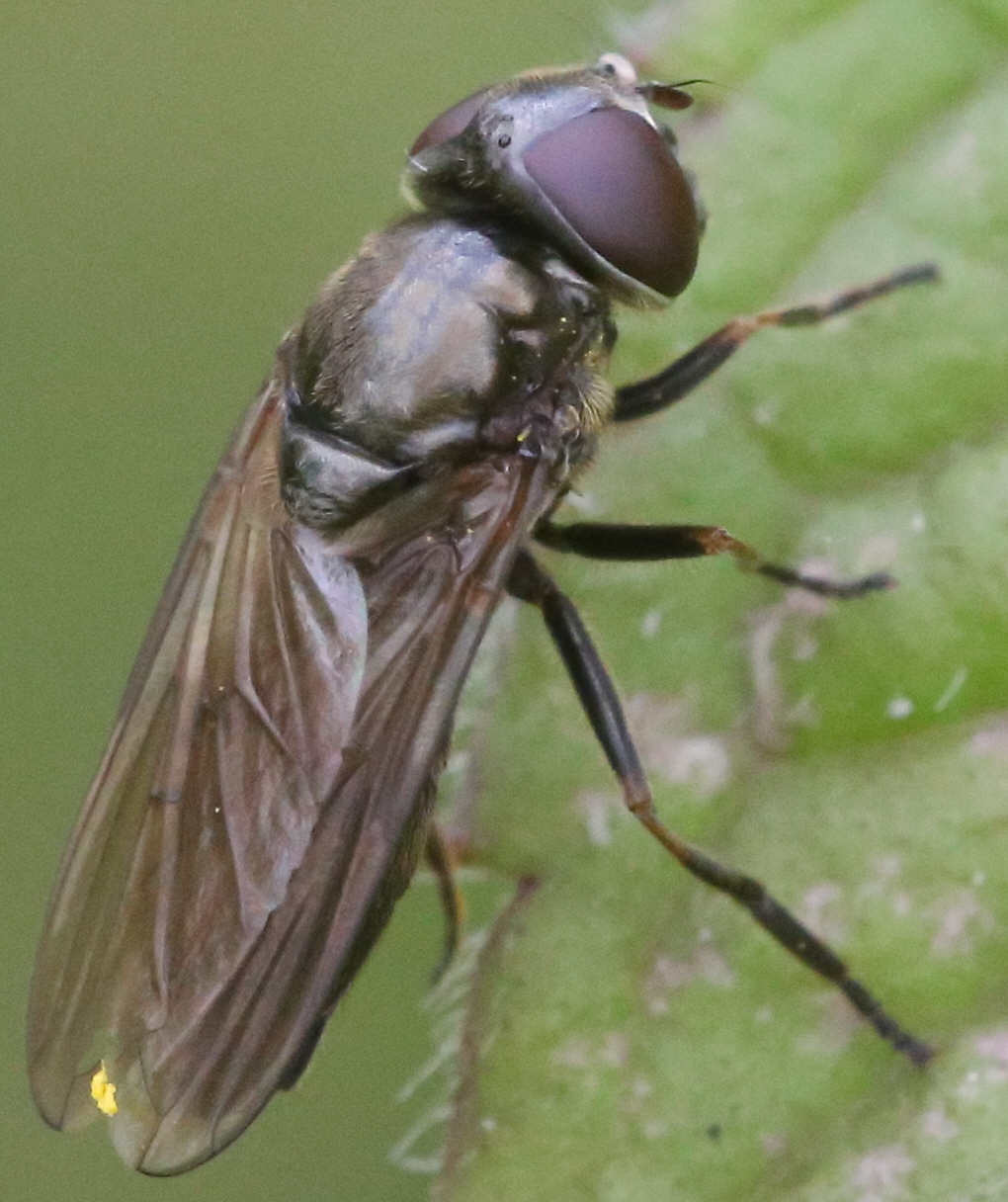 Cheilosia latifrons