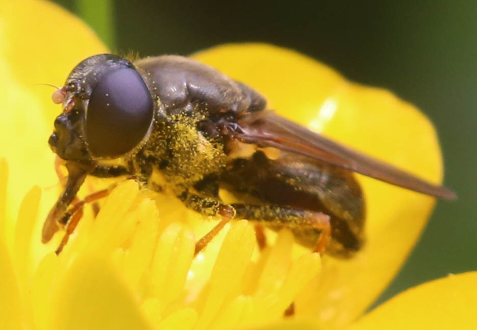 Cheilosia fraterna