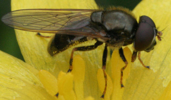 Cheilosia pagana