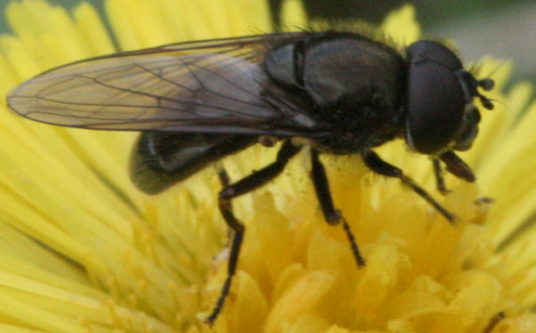 Cheilosia vernalis