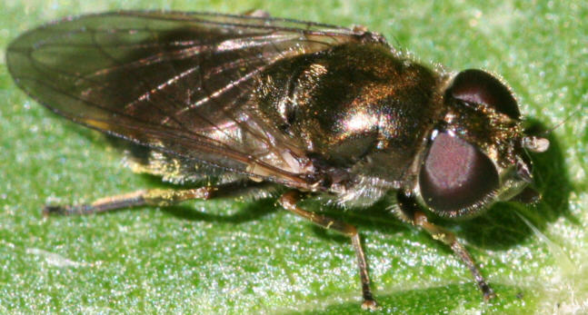 Cheilosia proxima
