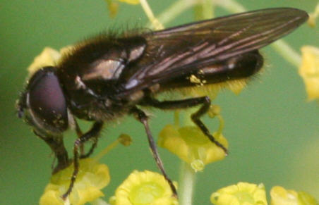Cheilosia proxima