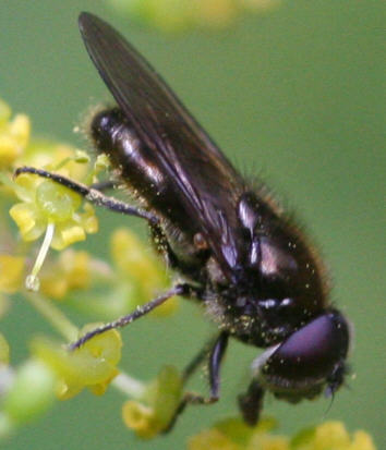 Cheilosia proxima