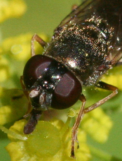 Cheilosia soror