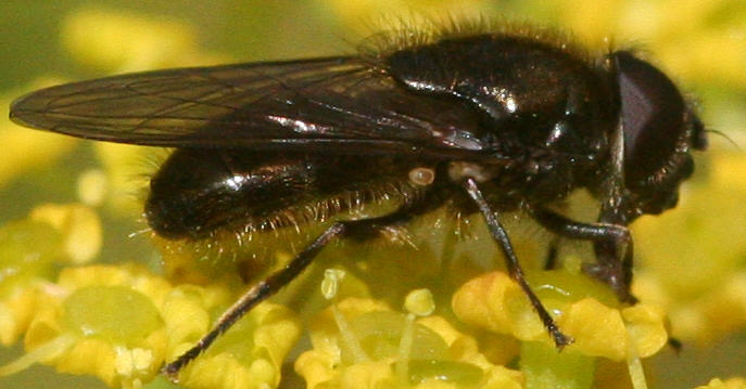 Cheilosia proxima