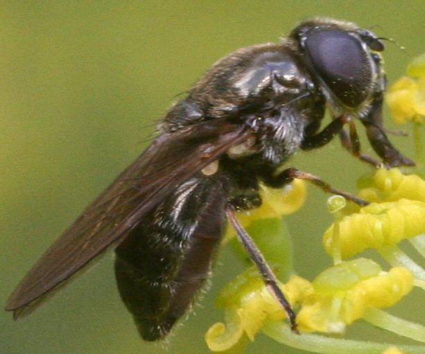 Cheilosia proxima