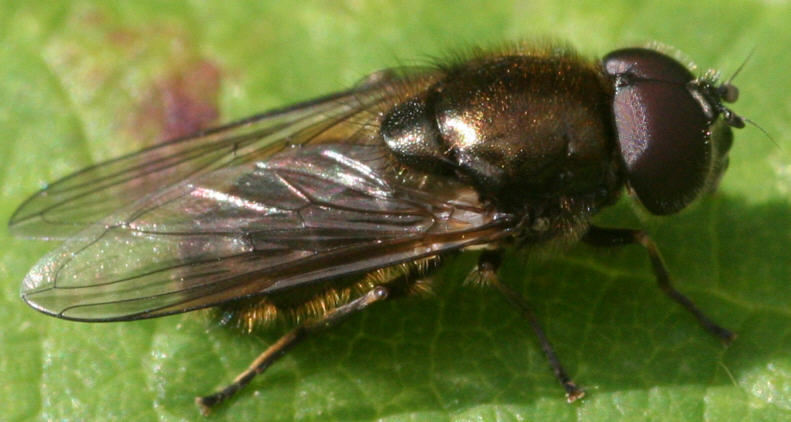 Cheilosia proxima