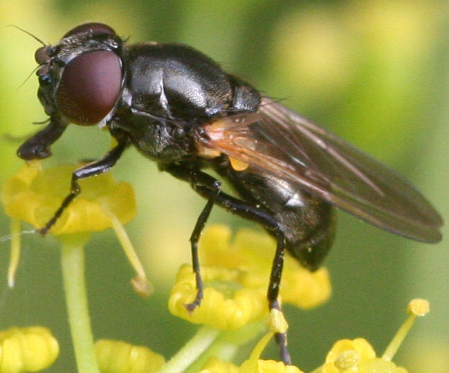 Cheilosia impressa