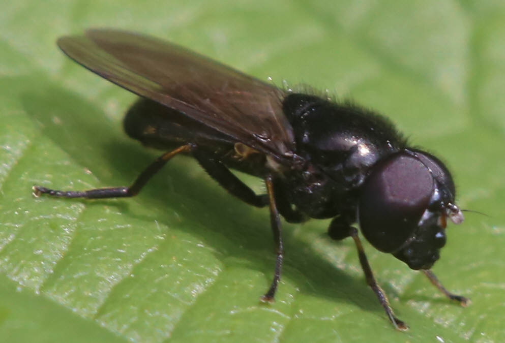 Cheilosia vernalis