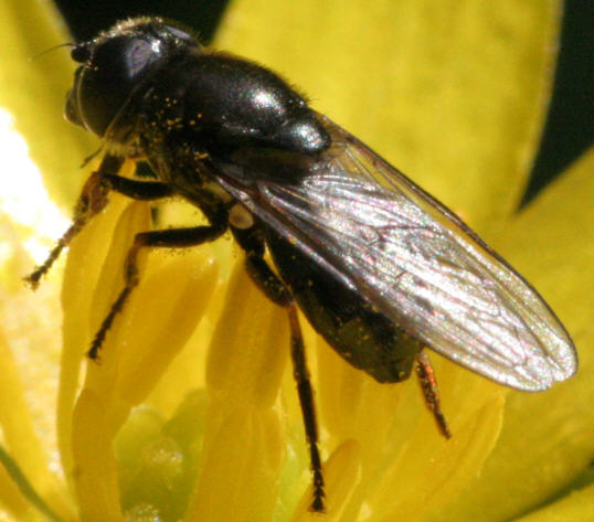 Cheilosia vernalis