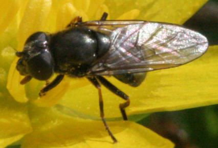 Cheilosia vernalis