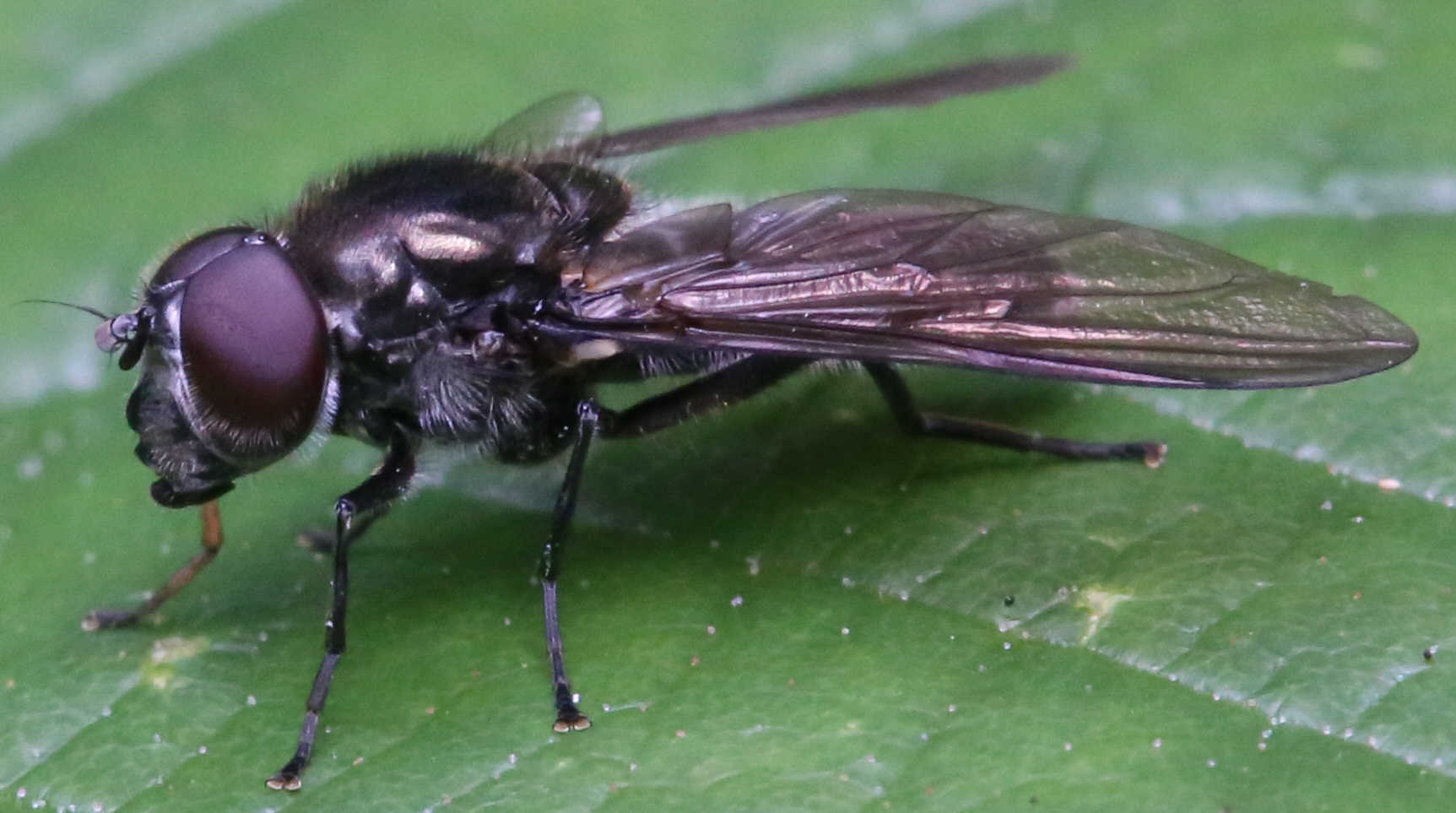 Cheilosia variabilis