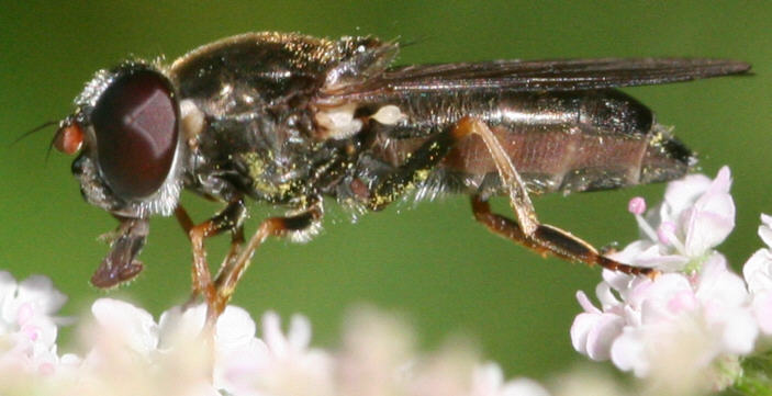 Cheilosia soror