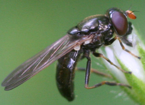 Cheilosia pagana