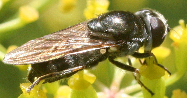 Cheilosia proxima
