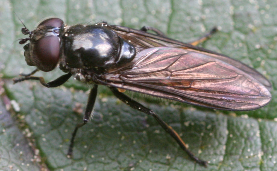 Cheilosia variabilis