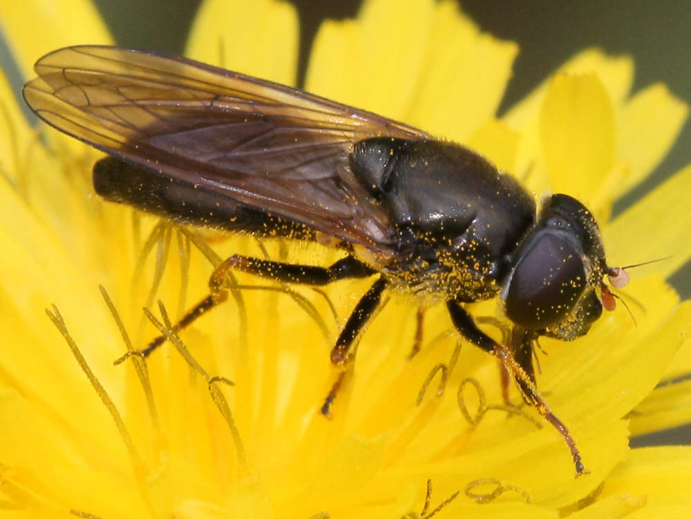 Cheilosia bergenstammi