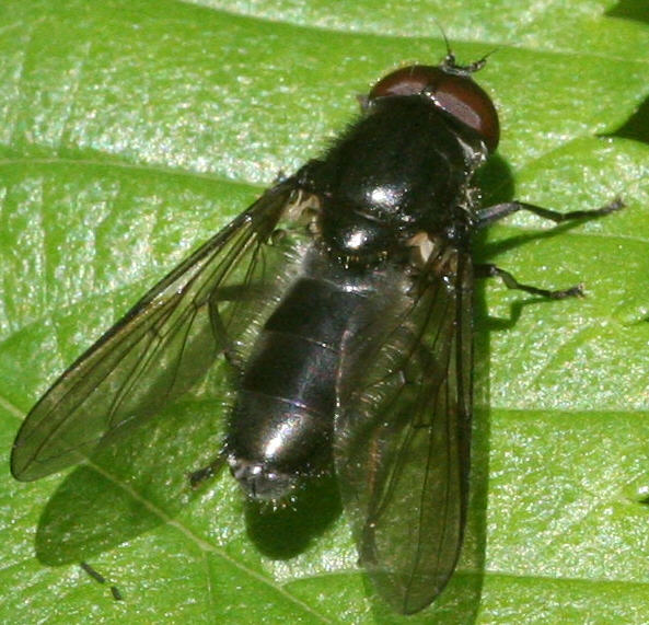Cheilosia variabilis