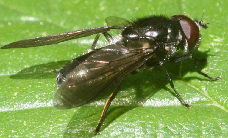 Cheilosia variabilis