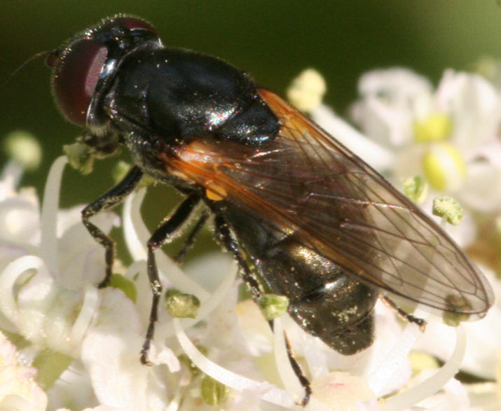 Cheilosia impressa