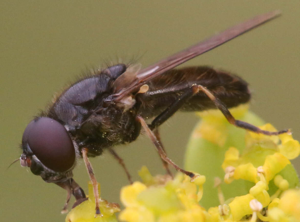 Cheilosia soror