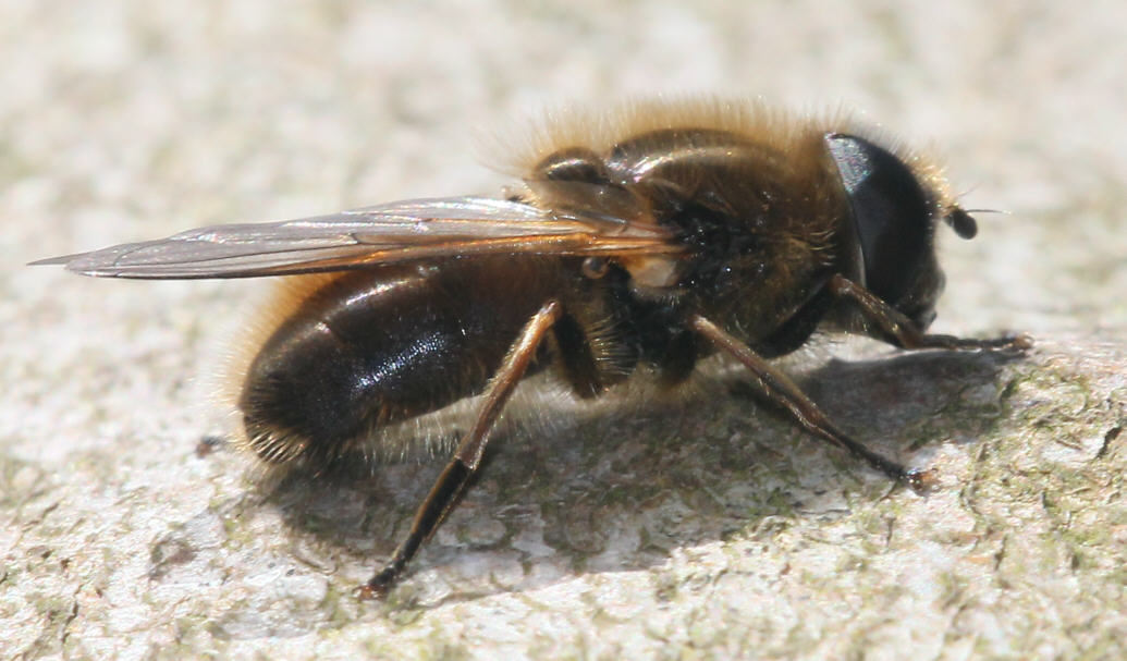 Cheilosia grossa