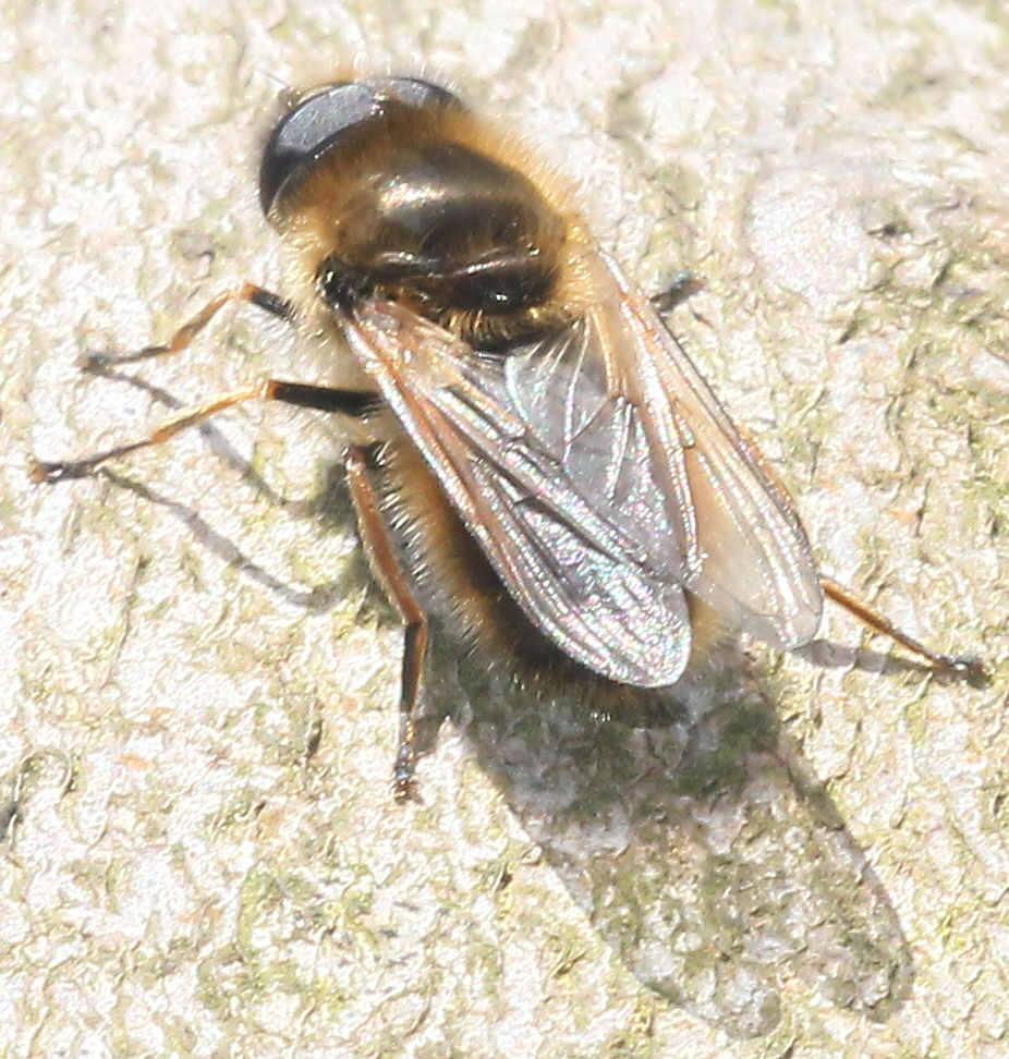 Cheilosia grossa