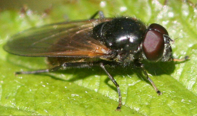 Cheilosia albitarsis/ranunculi