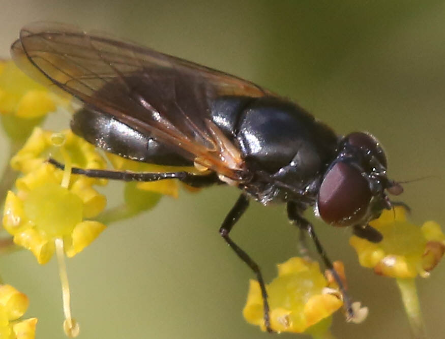 Cheilosia impressa