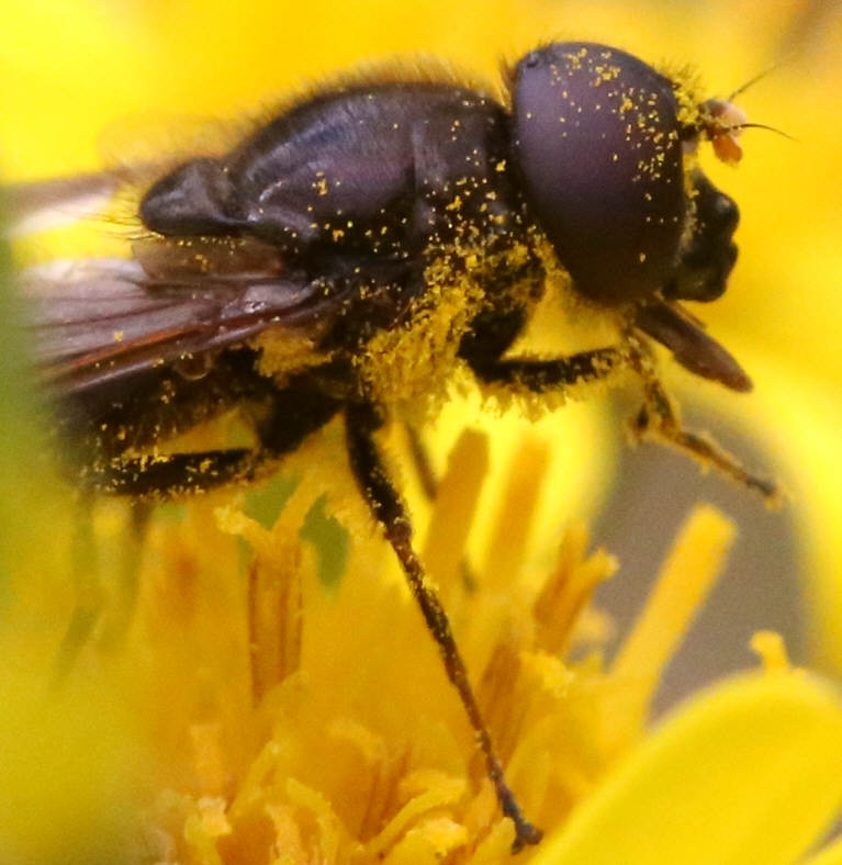 Cheilosia bergenstammi