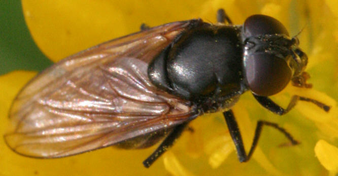 Cheilosia albitarsis/ranunculi