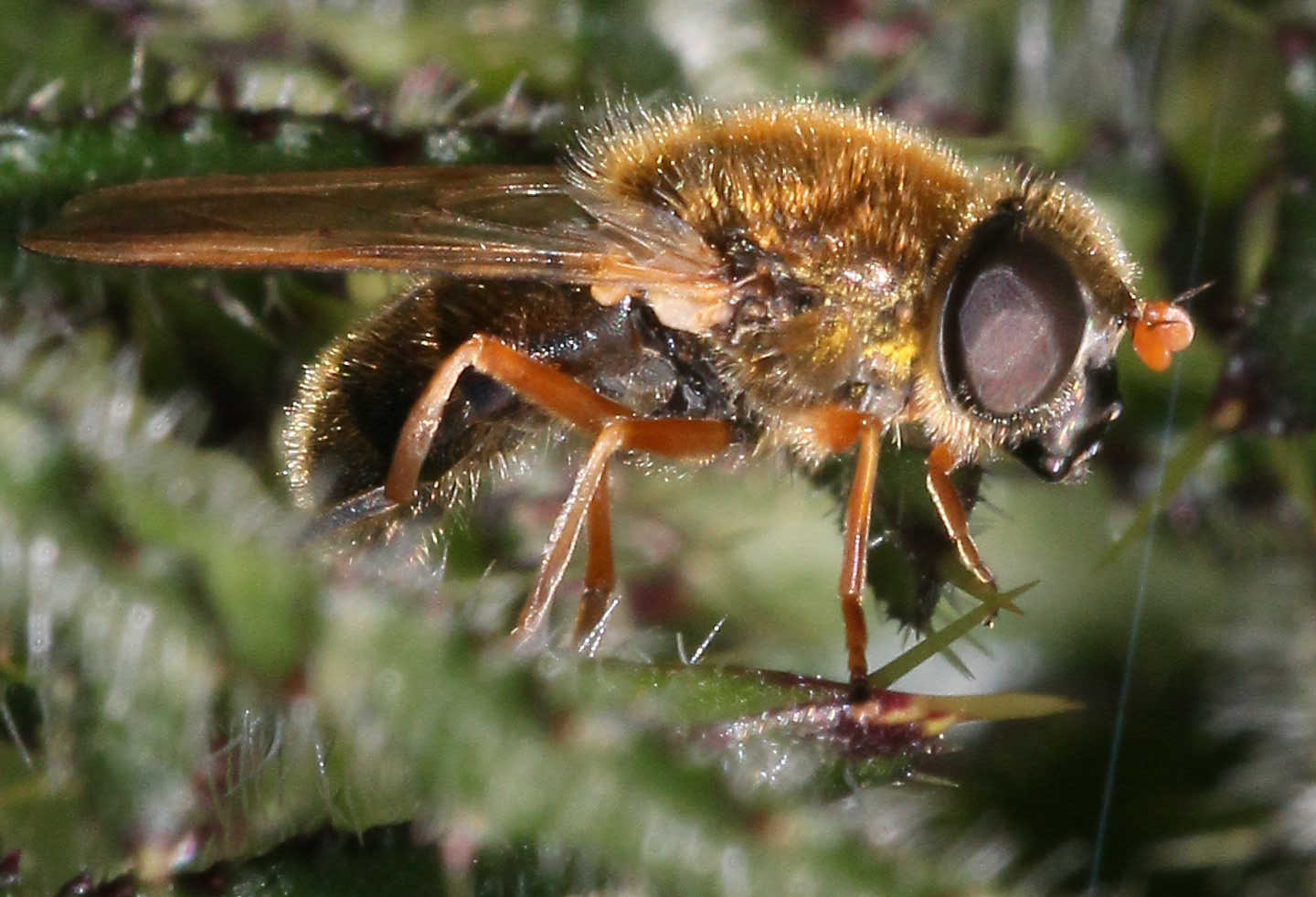 Cheilosia albipila