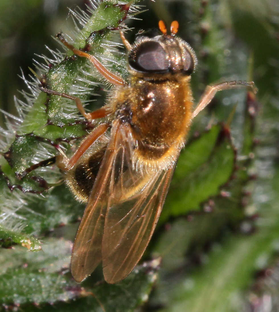 Cheilosia albipila