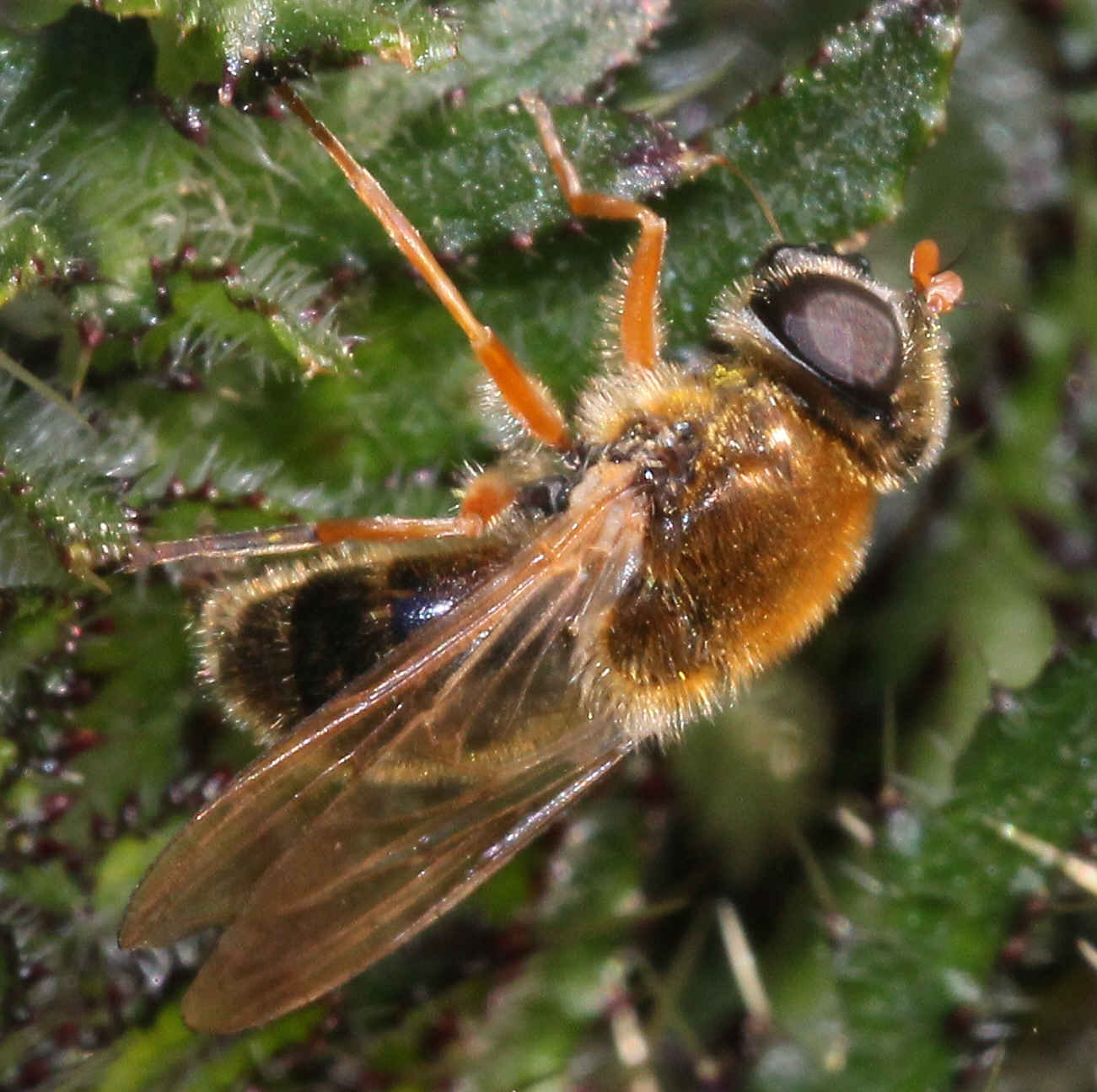 Cheilosia albipila