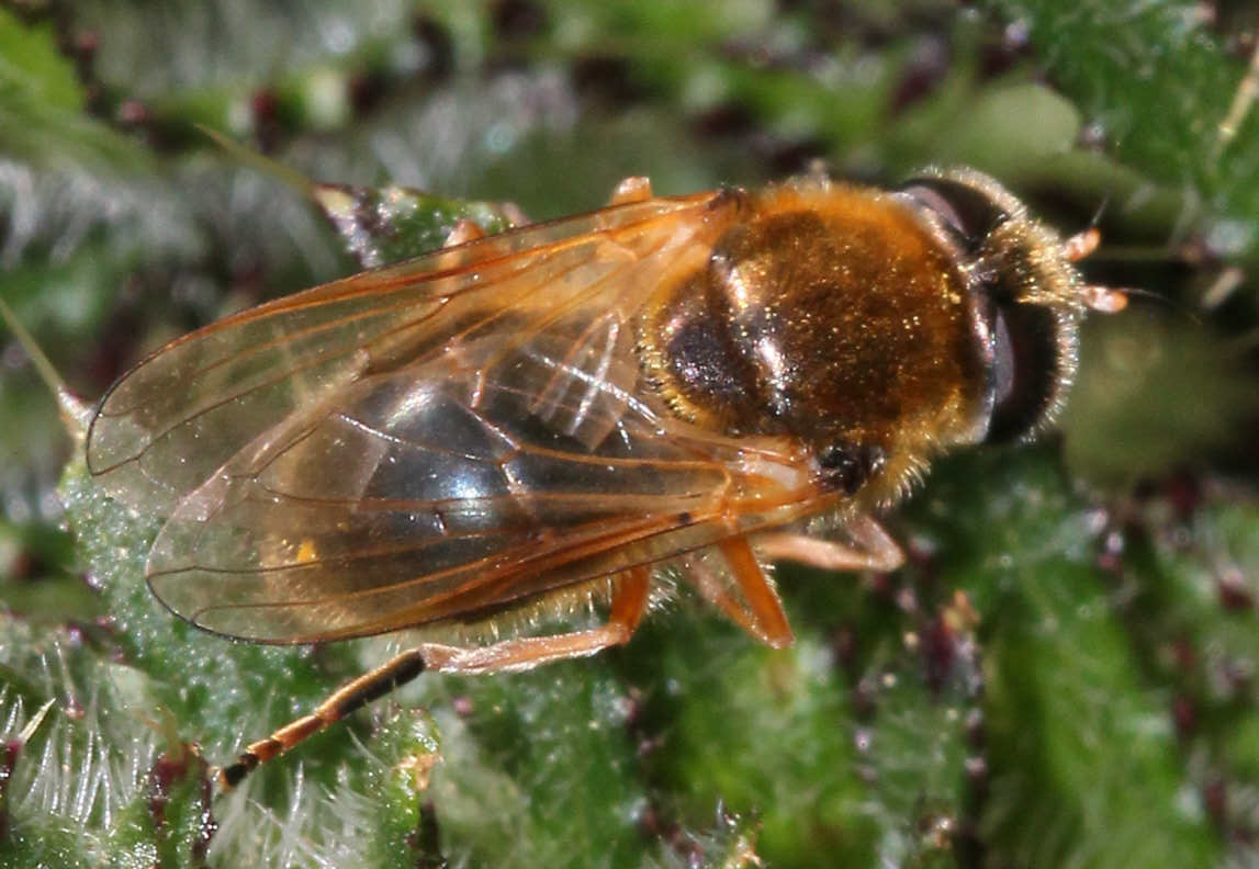 Cheilosia albipila