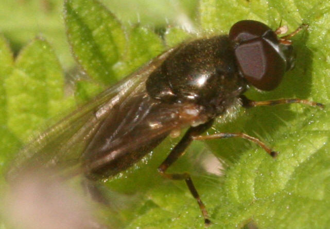 Cheilosia pagana