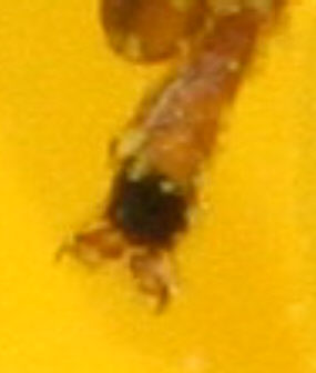 Cheilosia albitarsis/ranunculi