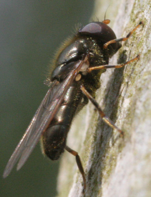 Cheilosia pagana