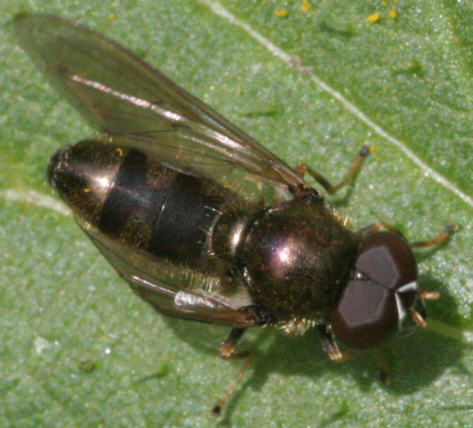 Cheilosia pagana