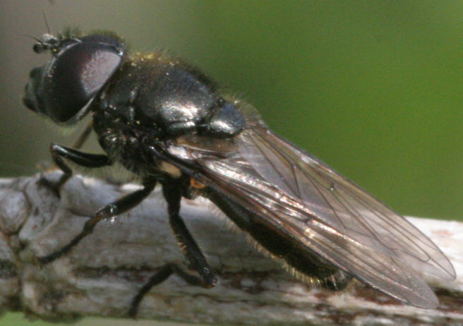Cheilosia vernalis
