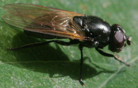 Cheilosia impressa