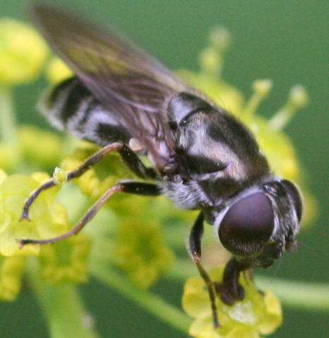 Cheilosia proxima