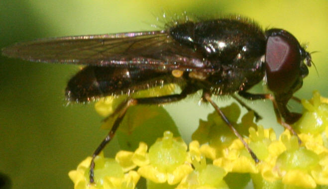 Cheilosia scutellata