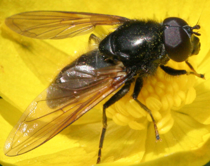 Cheilosia albitarsis/ranunculi