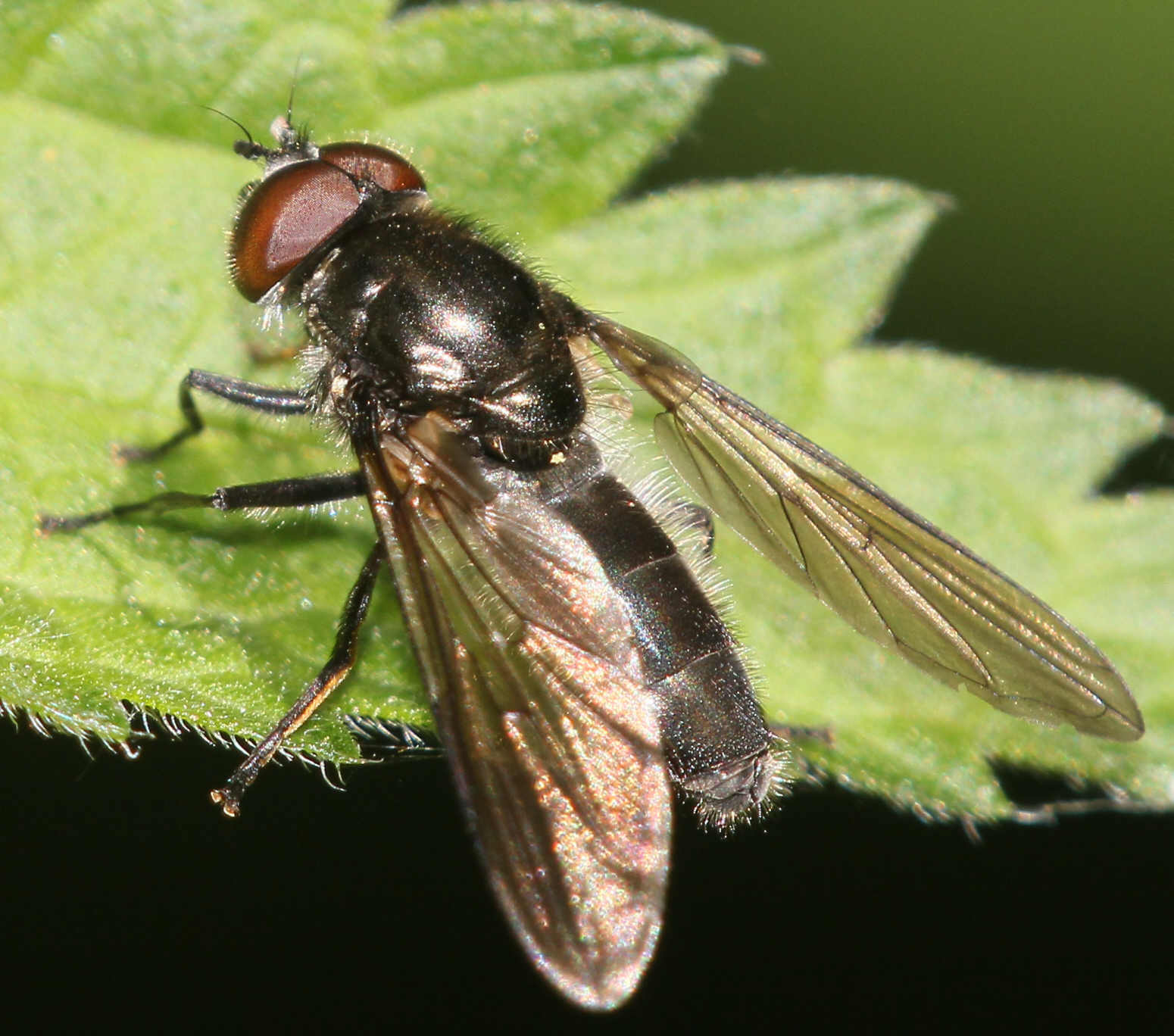 Cheilosia variabilis